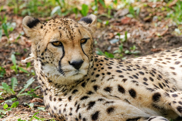 close up of cheetah (Acinonyx jubatus)
