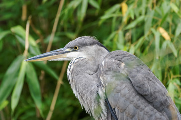 Grey Heron (Ardea cinerea) in reeds