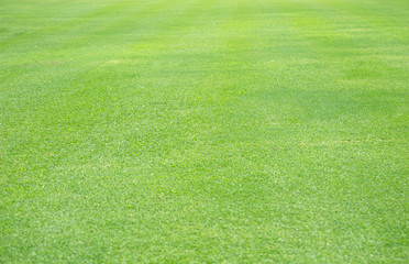 Green grass background texture. Green lawn texture background.