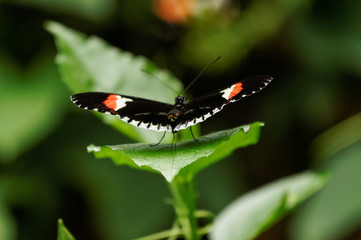 close up of postman butterfly (Heliconius melpomene)