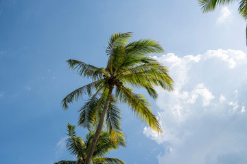 Obraz premium Green palm tree on blue sky background.