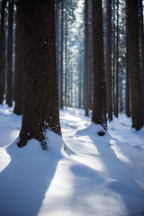 calm forest in a winter time covered with fresh snow