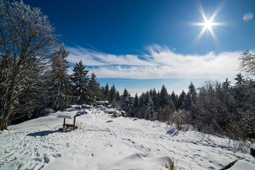 Fototapeta premium forest covered with snow and ice frost in inversion clouds