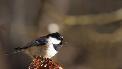 Little Coal tit is sitting on a feeder and tweeting ... 