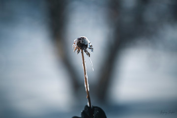 Frozen Flower. Flower or a thistle encased in ice perfectly intact.