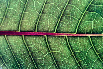 Texture and detail of green leaf.