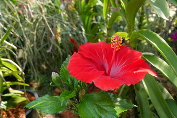 Hibiscus rosa-sinensis or is a genus of flowering plants in the mallow family, Malvaceae. It was a Malaysian national flower call Bunga Raya.