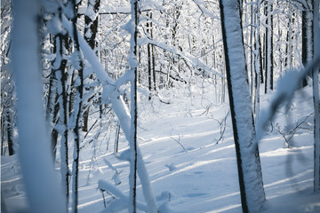 Frosty Forest covered in fresh snow.