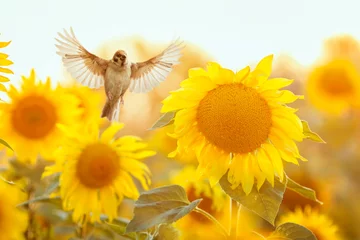 Rolgordijnen  bird Sparrow flies to a bright yellow sunflower on a Sunny clear field © nataba