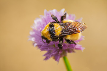 bumblebee with pollen on its back