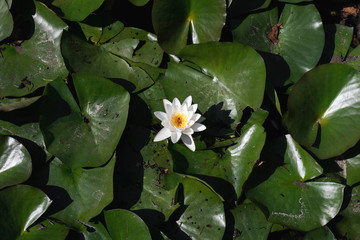 water lily in pond