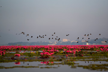 View of Red Lotus Lake Landmark Famous of Thailand.