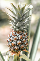 Obraz premium Little Pineapple Plant