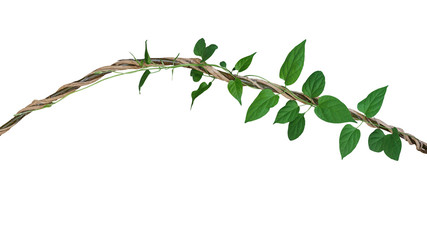 Heart shaped green leaves vine of Cowslip creeper tropic plant climbing and twisted around jungle...