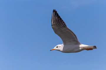 close up of black-headed gull flying in blue sky
