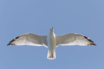 close up of herring gull flying in blue sky with open wings