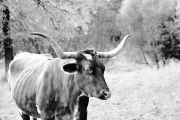 Sleepy cow concept shows Texas Longhorn heifer with eyes closed.
