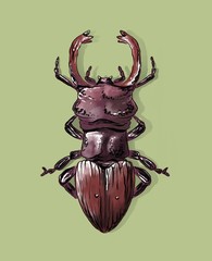 The stag-beetle digital illustration 