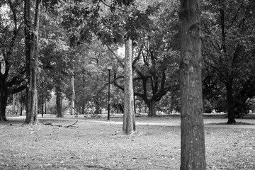 Park with trees and grasses in black and white
