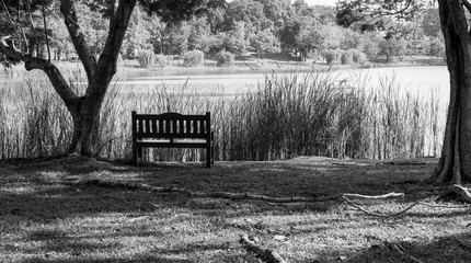 Bench chair isolated in a park with green nature and river. In black and white color