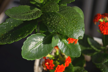 Cyclamen at different stages of flowering. Red small flowers. Care for home flowers.