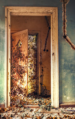 ivy inside abandoned house