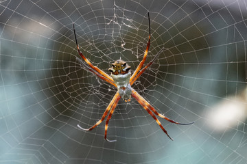 spider on a web