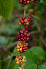 Robusta, red cherry coffee bean on coffee tree