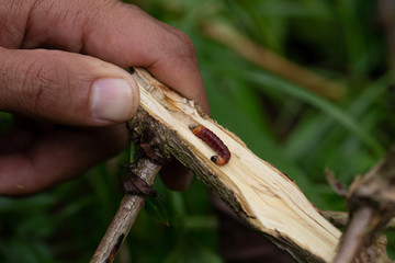 coffee stem borer. Diseases and pests affecting coffee plants.