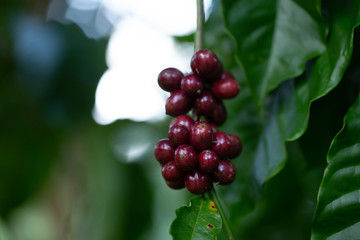 Robusta, red cherry coffee bean on coffee tree
