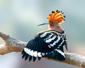 Common hoopoe having stretch on a tree perch