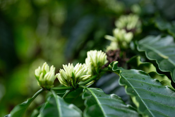 Coffee Flowers blossom on Coffee tree close up view