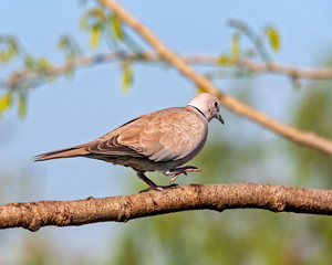 Eurasian collared dove walking on a tree branch