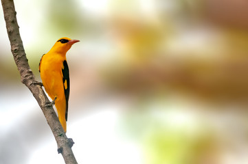 Indian golden oriole perched on a tree