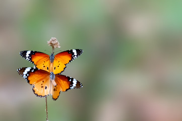 A pair of plain tiger in action