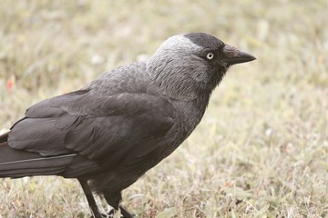 graue Dohle mit blauen Augen