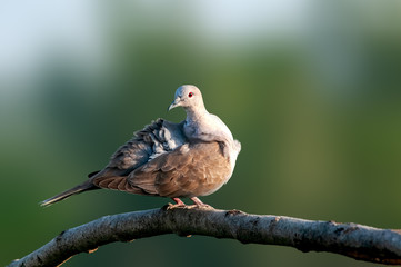 Eurasian collared dove sitting on a tree branch doing preen
