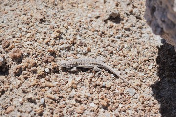 Lagartija andina, cercanías del salar de Uyuni, Bolivia