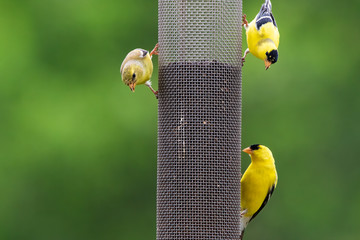 Three American Goldfinches at a Mesh Finch Feeder
