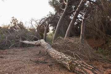 fallen tree in the middle of the field in front of other trees