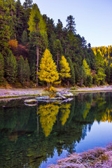 Mountain lake panorama with mountains reflection. Idyllic look. Autumn forest. Silvaplana Lake, Switzerland
