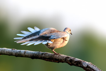 Eurasian collared dove sitting on a tree branch doing yoga