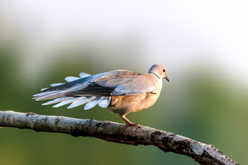 Eurasian collared dove sitting on a tree branch doing yoga