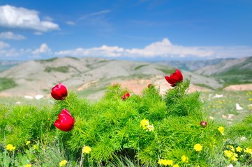 Meadow with green grass and red poppy flowers