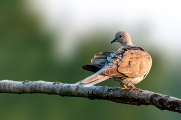 Eurasian collared dove sitting on a tree branch doing preen