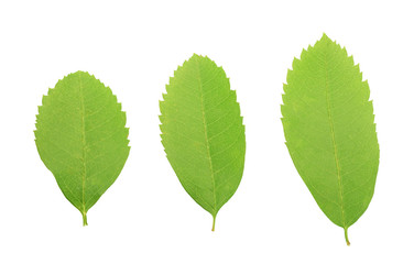 rowan leaves set, close up, isolate on white