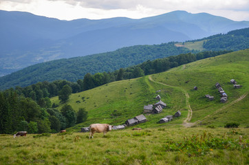 Fototapeta na wymiar Cows graze on a green pasture on the Menchul meadow on the background of the houses of the shepherds, barns for cows and beautiful mountains, Carpathians, Ukraine