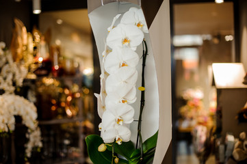 Beautiful white orchid branch with yellow core with green leaves