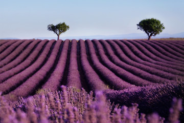 Naklejka na ściany i meble Lavender field summer landscape near Valensole. Provence,France
