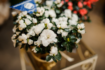Beautiful flower pot with white Azaleas wrapped in golden papper